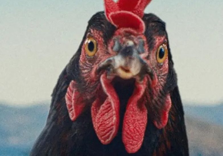Immagine evento Hen - Storia di una gallina