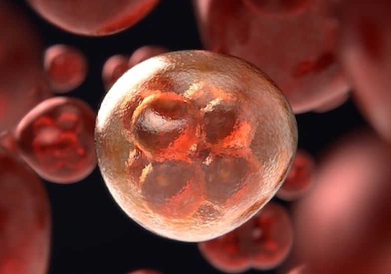 Immagine evento Screening per la lotta contro il cancro